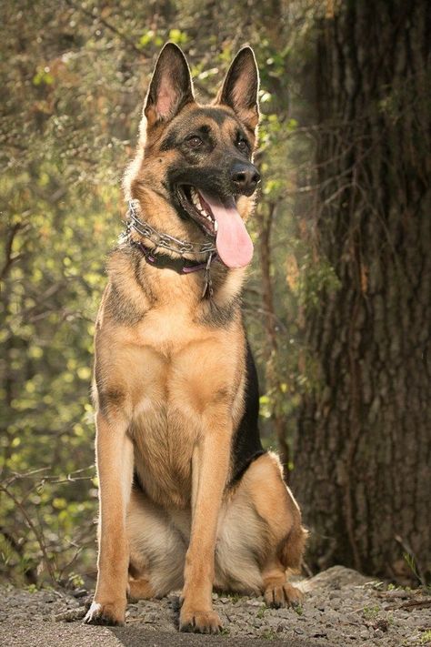 German Shepherd Care, German Shepherd Photography, Baby German Shepherds, Trail Riding Horses, German Shepherd Photos, German Sheperd Dogs, German Shepherd Pictures, Scary Dogs, Most Popular Dog Breeds