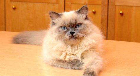 5 Things to Know About Himalayans Himalayan Cat Kitten, Logo Gato, Siamese Cats Facts, Himalayan Cats, Flat Faced Cat, Ragamuffin Cat, Himalayan Kitten, Cat Groomer, Most Popular Cat Breeds