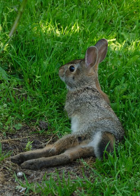 Cotton Tail Rabbit, Cottontail Rabbit, Rabbit Tail, Wild Rabbit, Whitetail Deer, Things Happen, Chipmunks, Art Inspo, Amazing Things