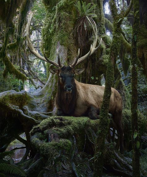 The Majesty Of The Animal Kingdom in Amazing Photographs by Simen Johan Forest Creatures, Art Challenge, In The Woods, Animal Kingdom, Animal Photography, Contemporary Artists, Fine Art Photography, Animal Art, Surrealism