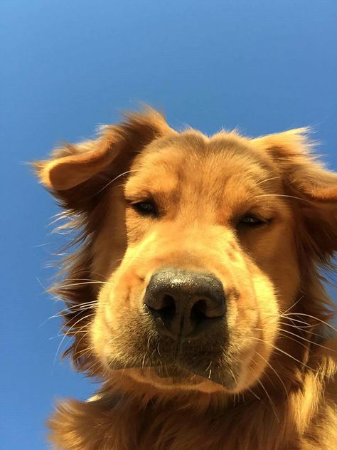 loliviachels Blue Sky, Close Up, Puppies, Dogs, Animals, Blue