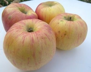 Northern Spy Heirloom Apples, Apple Tree Care, Best Apple Pie, Apple Varieties, Self Sufficient, Apple Apple, Gold Apple, Apple Pie Recipes, Soil Improvement