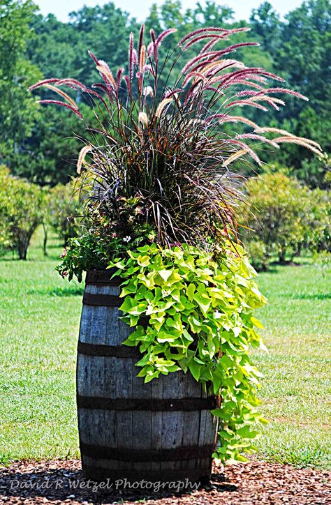 Wine Barrel - Photo by David Wetzel. The Pennisetum and sweet potato vine are classic, never getting old. | FollowPics Sweet Potato Vine, Potato Vines, Garden Vines, Pampas Gras, Wooden Barrel, Garden Containers, Whiskey Barrel, Wine Barrel, Lawn And Garden