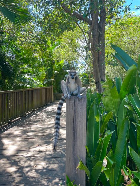 Lemur | animal photography | travel | bucket list | nature | adventure | steve irwins zoo | Lemur Animal, Steve Irwin, Studying Abroad, Nature Adventure, Gap Year, Photography Travel, Dream Job, Study Abroad, Travel Bucket List