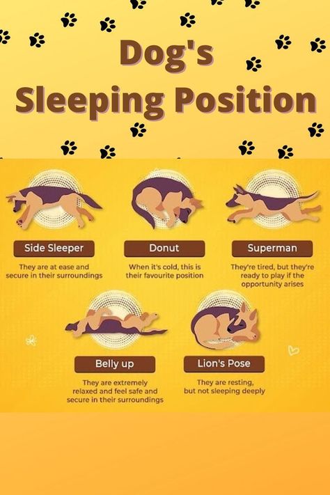 Dog Sleeping Positions Meaning, Where To Pet A Dog, Dog Sleeping Positions, Bad Dog Breath, Dog Sleep, Dogs Tips, Dog Body Language, Dog Remedies, Dog Sleeping