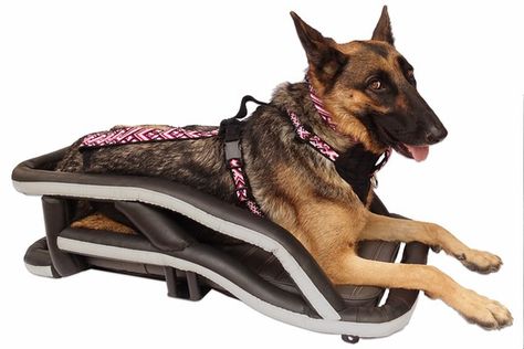 Custom Built Large Dog Carrier / Crate for All Motorcycles Large Dog Carrier, Dog Bike Carrier, Dog Motorcycle, Biker Dog, Motorcycle Carrier, Dog Trailer, Dog Basket, Modern Dog, Bike Seat