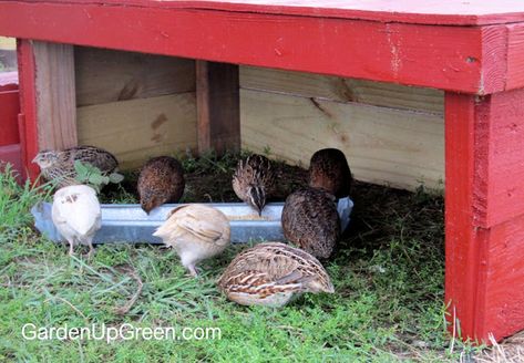 These quail shelter boxes are easy to build and a great addition when tall grass isn't available for hiding Quail Shelter, Keeping Quail, Quail Farm, Quail Farming, Quail House, Coturnix Quail, Animal Farming, Button Quail, Quail Coop