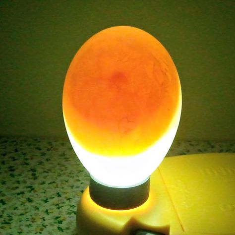 The Great Eggscape, Hatching Duck Eggs, Nursery Set Up, Egg Candling, Muscovy Duck, Peking Duck, Duck Eggs, Hatching Eggs, Shine The Light