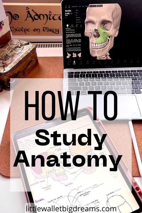 The best study methods for learning anatomy. Human Anatomy Study Tips, Study Tips For Anatomy, Study For Anatomy And Physiology, Study Methods Medical School, Ways To Study Anatomy And Physiology, Studying Human Anatomy, How To Study For Anatomy, Anatomy Learning Tips, Studying Anatomy And Physiology Tips