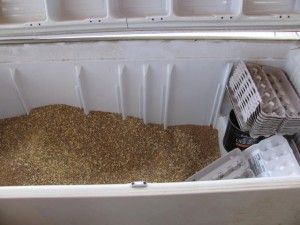 How to Store Animal Feed.  I like this idea.  We have a broken chest freezer, and I like mixing their feed, so it would be much easier and cheaper to buy in bulk and store it like this.  Would build a lean-to off the chicken house to protect it from the rain, and maybe put it up on pallets....off the back of the coop where it is hidden from view. Horse Feed Storage, Cheap Chicken Coops, Raising Farm Animals, Feed Store, Livestock Feed, Goat Barn, Horse Feed, Building A Chicken Coop, Chicken Feed