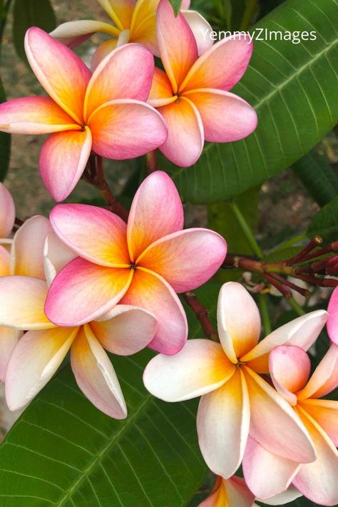 Beautiful tropical flowers in a park in Merida Mexico. #tropicalflowers #pink #white #flower #floral #fauna #park #parque #garden #jardin #peaceful #vacation #merida #mexico #yucatan #print #printondemand #canvasprint #artprint #photographicprint #travelprint #gift #decoration #uniquegift White Plumeria Flowers, Mexico Flowers, Fav Flower, White Plumeria, Mexican Wall Art, Tropical Art Print, Merida Mexico, Mexican Flowers, Plumeria Flowers