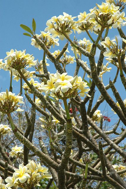 I swear I can smell the plumeria just looking at this picture Plumeria Rubra Tree, Frangipani Garden, Plumeria Alba, Frangipani Tree, Plumeria Tree, Hawaiian Gardens, Plumeria Flowers, Casa Exterior, Unique Trees