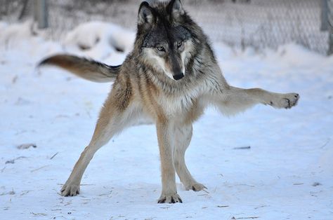 funny wolf playing the snow Wolf Refrence Pose, Feral Poses, Wolf Demon, Wolf Poses, Wolf Paw, Therian Stuff, Animal Reference, Wolf Photos, Dog Poses