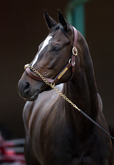 Zenyatta Thoroughbred Horse, Majestic Horse, All The Pretty Horses, Horse Crazy, Clydesdale, Pretty Horses, Horse Photography, Horse Pictures, Limassol