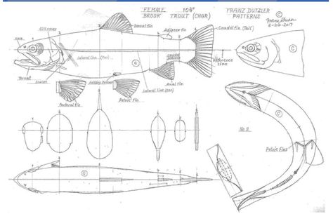 Fish Carving Patterns Fish Carving Pattern, Fish Wood Carving Patterns, Fish Carvings Wood, Bird Carving Patterns, Whittling Patterns, Fish Wood Carving, Trout Art, Fish Carving, Whittling Projects