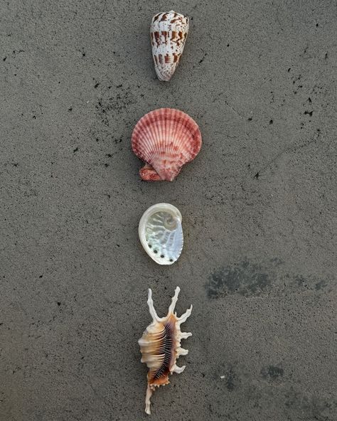 Sea Shell Aesthetic, Sea Shells Aesthetic, Shells Aesthetic, Shell Aesthetic, Dance Marathon, Ivy House, Coastal Life, Brain Rot, Summer Rain