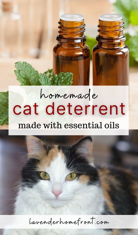 homemade cat deterrent with peppermint oil and a calico cat Diy Cat Calming Diffuser, Homemade Cat Repellent, Natural Cat Repellent Indoor, Essential Oil Cat Repellent, Essential Oils Toxic To Cats, Natural Cat Repellent Yards, Essential Oils To Deter Cats, Cat Repellant For Furniture, Cat Repellant Indoor