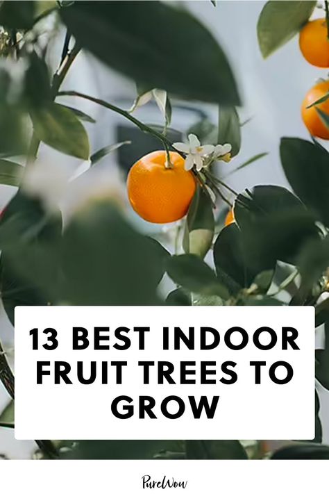 The 13 Best Indoor Fruit Trees to Grow at Home #purewow #gardens #home #outdoor #plants Indoor Citrus Plants, Indoor Fruit Trees Houseplant, Indoor Trees Low Light, Indoor Fruit Plants, Best Fruit Trees To Grow, Citrus Tree Indoor, Indoor Fruit Trees, Survival Homestead, Inside House Plants