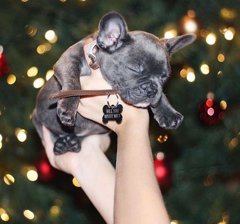 holiday-proposal-christmas Dog Proposal Ideas, Proposal Ideas With Dogs, Proposal With Dog, Christmas Proposal Ideas, Best Proposal Ideas, Puppy Proposal, Engagement Ideas Proposal, Dog Proposal, Cute Proposal Ideas