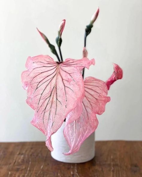 In love with this Caladium Pink Symphony 🩷✨ Tag someone else who needs to see this stunning plant! Caladium Pink Symphony, Pruning Plants, Pink Plants, Small Purple Flowers, Arrowhead Plant, Plant Pests, Pink Plant, Plant Diseases, Plant Aesthetic