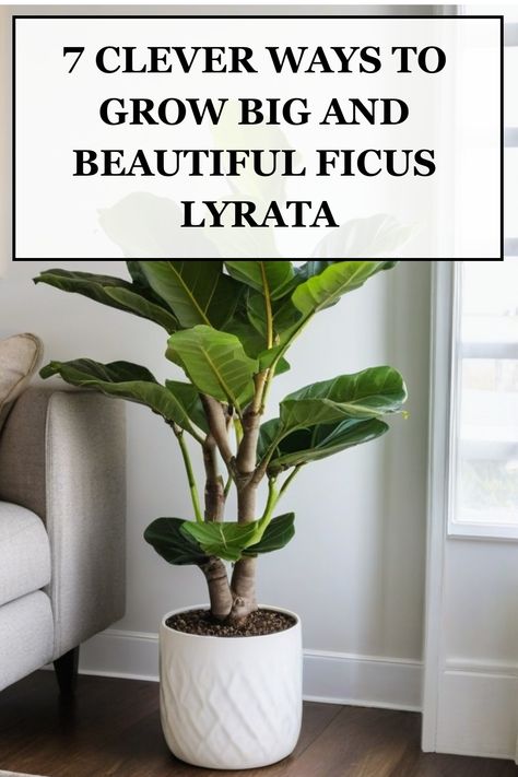 Learn top tips on how to successfully grow and care for Ficus lyrata, also known as the Fiddle Leaf Fig plant. Discover the ideal conditions such as lighting, watering schedule, and soil type to ensure your Ficus lyrata thrives in your home. Whether you're a beginner or experienced plant parent, these easy-to-follow guidelines will help you create a healthy environment for your Fiddle Leaf Fig to flourish. Ficus Lyrata Indoor, Fig Plant Care, Fiddle Leaf Plant, Fig Leaf Tree, Ficus Plant, Fiddle Leaf Fig Care, Fiddle Leaf Fig Plant, Big Leaf Plants, Big Indoor Plants