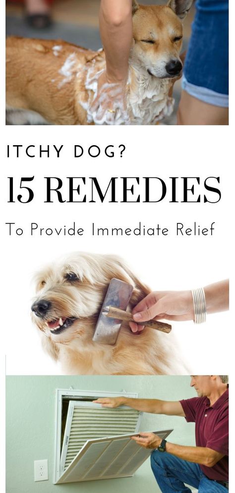 Stop Dog Itching, Dog Dry Skin Remedy, Dog Itchy Skin Remedy, Itchy Dog Remedies, Dog Rash, Dog Itching Remedies, Itchy Dog Skin, Dog Dry Skin, Dog Skin Allergies