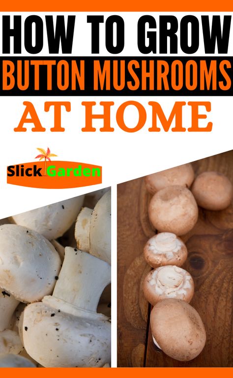 How To Grow Button Mushrooms At Home, How To Grow Button Mushrooms, Growing Button Mushrooms At Home, Grow Mushrooms From Store Bought, Planting Mushrooms At Home, Growing Edible Mushrooms, Button Mushrooms Growing, Mushroom Grow Box Diy, Growing Mushrooms At Home Diy