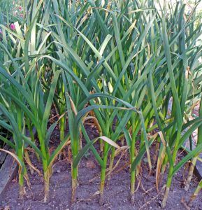 Garlic, Allium sativum – Wisconsin Horticulture Types Of Garlic, Allium Sativum, Hardneck Garlic, Garlic Scapes, Growing Veggies, Wild Garlic, Garlic Bulb, Pink Skin, Pale Green