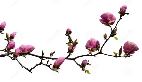 Branch of Black Tulip Magnolia Tree Black Tulip Magnolia, Tulip Magnolia Branches, Magnolia Soulangeana, Tree Branch Tattoo, Tulip Magnolia, Magnolia Tattoo, Marsala Color, Magnolia Branch, Branch Tattoo