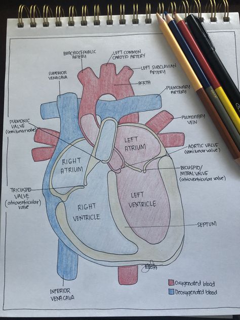 Biology Diagrams, Studera Motivation, Medical School Life, School Study Ideas, Study Biology, Nurse Study Notes, Nursing Student Tips, Biology Facts, Medical Student Study