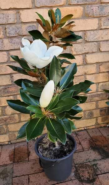 Planting Magnolia Tree, How To Plant A Magnolia Tree, Evergreen Magnolia Tree, Propagate Magnolia Tree, Magnolia Tree Care Tips, Magnolia Tree In Pot, Magnolia In Pot, Little Gem Magnolia Tree Landscaping, Magnolia Tree Front Yard