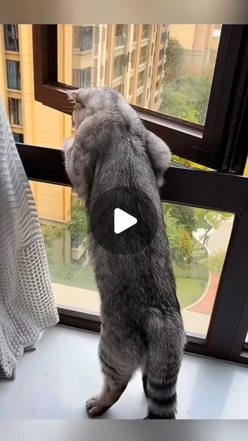 Silly Gifs, Animal Videos Funny, Funny Animals Videos, Funny Animal Clips, Tierischer Humor, Cat Videos Funny, Funny Animal Images, Dog Cat Pictures, Very Funny Gif