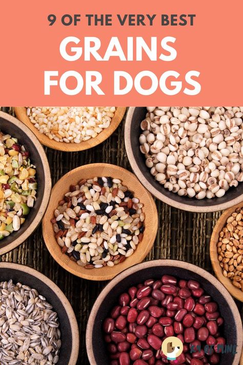 Dog Food Fillers, Quinoa For Dogs, High Calorie Dog Food Recipe, Dog Food Add Ins, Dry Dog Food Recipes, Oatmeal For Dogs, Aussie Doodle, Coco Pops, Bulgur Wheat