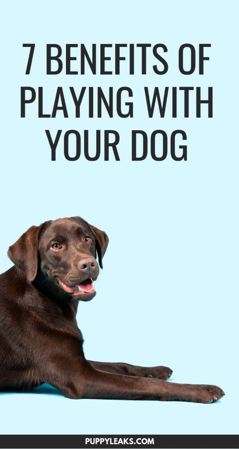 House Training Dogs, Dog Games, Dog Training Techniques, Best Dog Training, Dog Health Care, Dog Care Tips, Dog Activities, Obedience Training, Dog Behavior