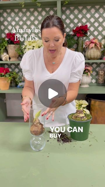 Carmen Johnston Gardens on Instagram: "Two of my favorite ways to grow amaryllis bulbs🎄" How To Get An Amaryllis To Rebloom, Amaryllis Bulbs Christmas, How To Wax Amaryllis Bulbs, Amaryllis Bulbs In Glass Containers, Waxed Amaryllis Bulbs Diy, Amaryllis Flowers, Amaryllis Bulbs, To Grow, My Favorite