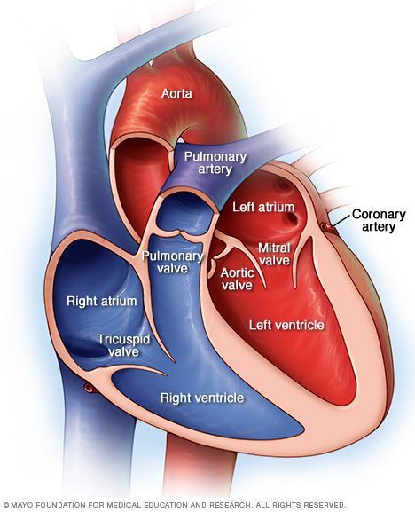 Illustration of chambers and valves of the heart Medical Assisting, Mitral Valve, Heart Valves, Nursing Exam, The Human Heart, Heart Anatomy, Cardiac Nursing, Medical School Studying, Nursing School Notes