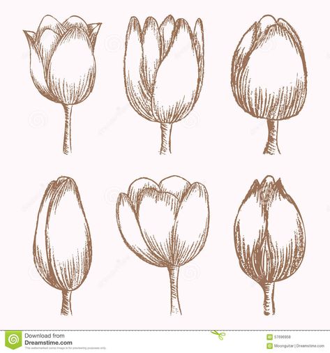 Cute Doodling, Tulip Cartoon, Drawn Tulips, Stages Of Growth, Flowers Sketch, Tulip Drawing, Flower Cute, Tulip Bulbs, Royal Garden