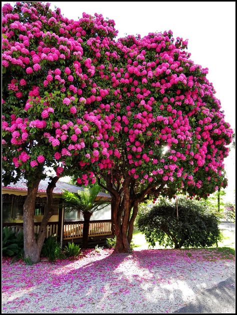 Handsome pink Rhododendron tree at Marysville | Handsome pin… | Flickr फोटोग्राफी 101, Spring Landscape, Unique Trees, Colorful Trees, Nature Tree, Beautiful Rose Flowers, Garden Trees, Flowering Trees, Landscape Wallpaper