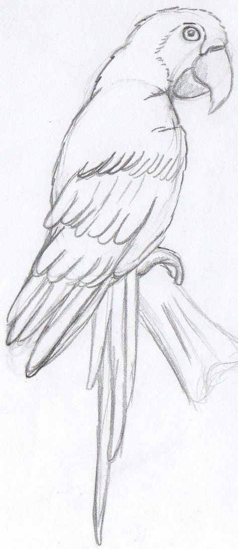 Beautiful Bird Drawing, Parrot Sketch Pencil, Parotts Bird Drawing Easy, Parotts Bird Drawing, Sketch Of Parrot, Parrot Drawing Pencil, Parrot Drawing Simple, Drawing Of Parrot, Parrot Drawing Easy