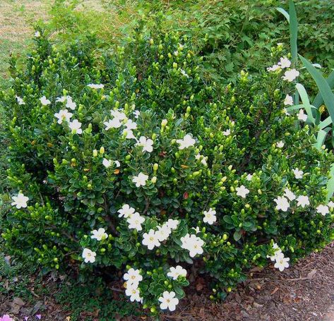 Everblooming gardenia veitchii Gardenia Veitchii, Everblooming Gardenia, Front Yard Planters, Growing Gardenias, Gardenia Plant, Cedar Raised Garden Beds, Backyard Plants, Landscaping Tips, Garden Boxes