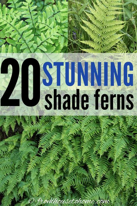 Who knew there were so many winter hardy fern varieties? Short or tall ferns, evergreen ferns, native plants, some that like shade and even some that survive in the sun...there's a perennial fern for every garden landscape! #fromhousetohome #ferns #shade #garden Fern Varieties, Christmas Fern, Evergreen Ferns, Autumn Fern, Types Of Ferns, Wood Fern, Japanese Painted Fern, Ferns Garden, Shade Garden Plants