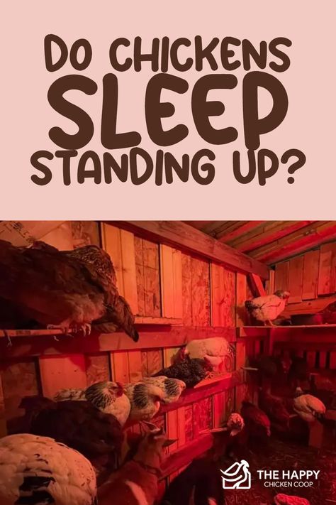 It’s a common misconception that chickens sleep standing up, but this is hardly the truth. So really, how do chickens sleep? In this article, we covered everything you need to know and more! Chicken Sleeping Area, Chicken Perches, Chicken Facts, Brooder Box, Chicken Roost, Can Not Sleep, Chicken Keeping, Chicken Health, Raising Backyard Chickens