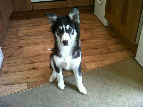 border-collie-husky-mix2 Border Collie Husky, Border Collie Husky Mix, Golden Retriever Husky Mix, Healthiest Dog Breeds, Husky Pet, German Shepherd Husky Mix, Golden Retriever Husky, Siberian Husky Mix, Photo Border