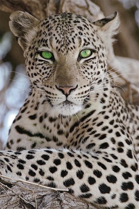 it's adventure time! on Tumblr Big Cats Photography, Asian Leopard Cat, Regnul Animal, Leopard Cat, Money Laundering, Leopards, Kitty Kitty, Beautiful Cats, Big Cats