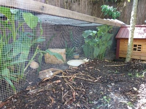 Quail aviary | BackYard Chickens - Learn How to Raise Chickens Quail Aviary With Plants Diy, Quail Pen Ideas, Quail Aviary Ideas, Aviary Ideas Outdoor, Quail Enclosure, Quail Aviary, Backyard Livestock, Quail Habitat, Aviary Ideas