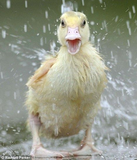 Pato mojado lluvia Duck Duck, Lovely Animals, Baby Ducks, Airbrush Art, Colorful Birds, Wild Life, Swans, Wild Animals, In The Rain