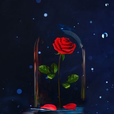 Calm - The #1 App for Meditation and Sleep Bell Rose, Foto Disney, Real Rose Petals, Beast Wallpaper, Images Disney, Enchanted Rose, Pinturas Disney, Artificial Roses, Leaded Glass