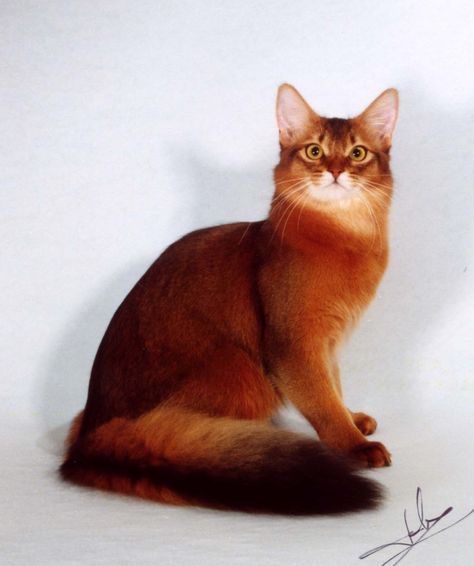 Somali Cat, American Bobtail, Ocicat, Exotic Cats, Image Chat, Abyssinian Cats, Orange Cats, Red Cat, Domestic Cat