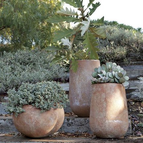 Architecture Sustainable, Succulent Landscape Design, Tanaman Pot, Cal Poly, Succulent Landscaping, Rustic Planters, Cement Planters, Modern Planters, Garden Containers