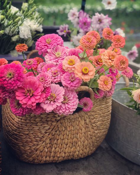 Pretty, fresh cut flowers #CSA #flowershares #newengland #norwell #crossstreetflowerfarm Cut Flower Garden Layout, Flower Garden Layout, Cut Garden, Zinnia Garden, Basket Flowers, Flower Farming, Backyard Flowers, Diy Raised Garden, Garden Idea